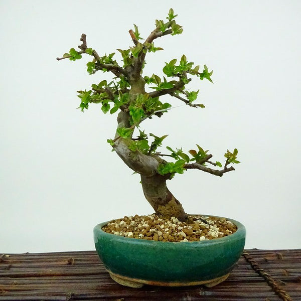 盆栽 花梨 樹高 約20cm かりん Pseudocydonia sinensis カリン バラ科 落葉樹 観賞用 小品 k1132181146