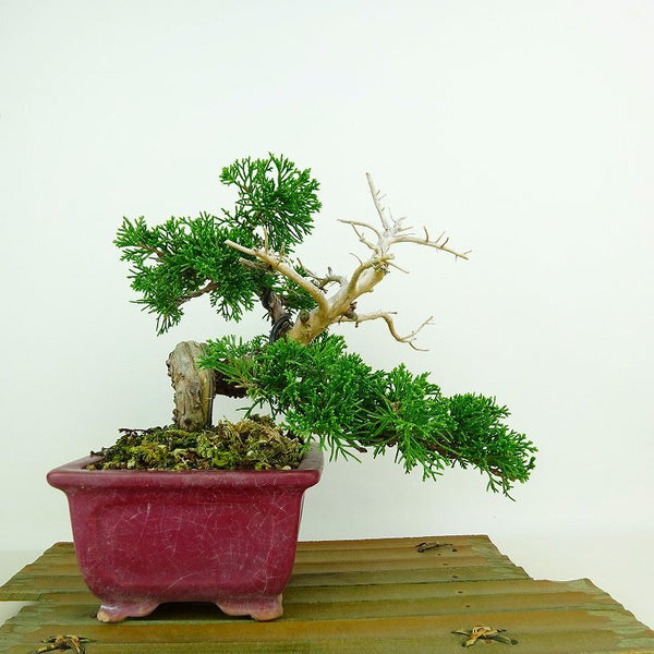 盆栽 真柏 樹高 上下 約18cm しんぱく Juniperus chinensis シンパク “ジン シャリ” ヒノキ科 常緑樹 観賞用 小品 q1132197756