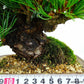 盆栽 松 五葉松 樹高 約16cm ごようまつ 高級盆栽 Pinus parviflora ゴヨウマツ マツ科 常緑針葉樹 観賞用 小品 h1132205361