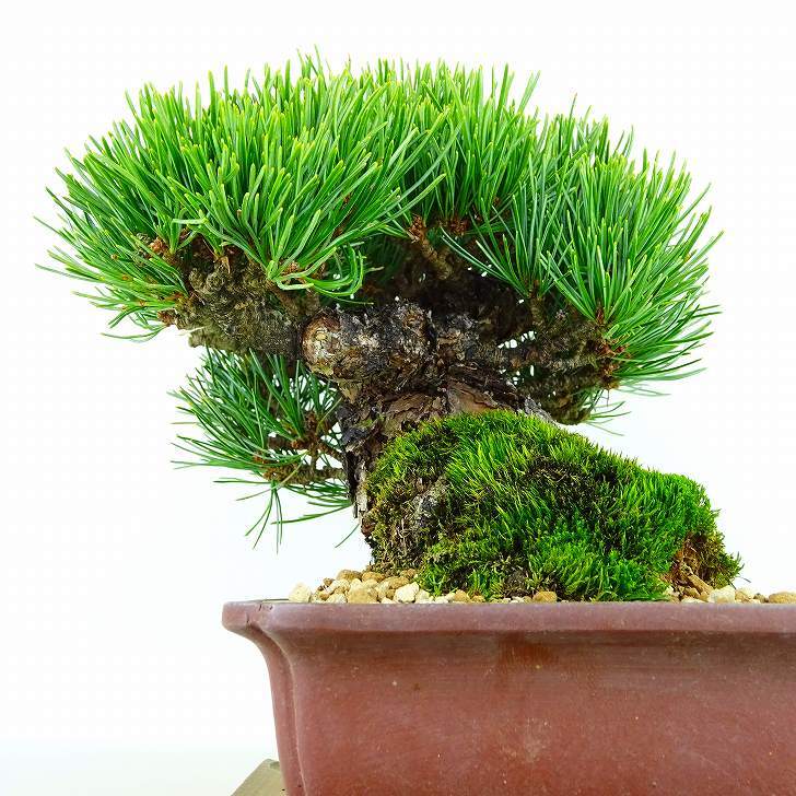 盆栽 松 五葉松 樹高 約16cm ごようまつ 高級盆栽 Pinus parviflora ゴヨウマツ マツ科 常緑針葉樹 観賞用 小品 h1132205361