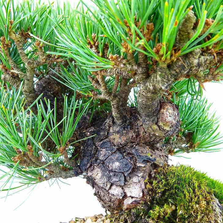 盆栽 松 五葉松 樹高 約16cm ごようまつ 高級盆栽 Pinus parviflora ゴヨウマツ マツ科 常緑針葉樹 観賞用 小品 h1132205361