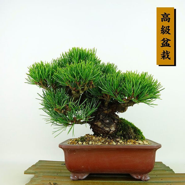 盆栽 松 五葉松 樹高 約16cm ごようまつ 高級盆栽 Pinus parviflora ゴヨウマツ マツ科 常緑針葉樹 観賞用 小品 h1132205361