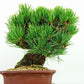 盆栽 松 五葉松 樹高 約16cm ごようまつ 高級盆栽 Pinus parviflora ゴヨウマツ マツ科 常緑針葉樹 観賞用 小品 h1132205361