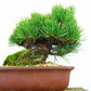 盆栽 松 五葉松 樹高 約16cm ごようまつ 高級盆栽 Pinus parviflora ゴヨウマツ マツ科 常緑針葉樹 観賞用 小品 h1132205361