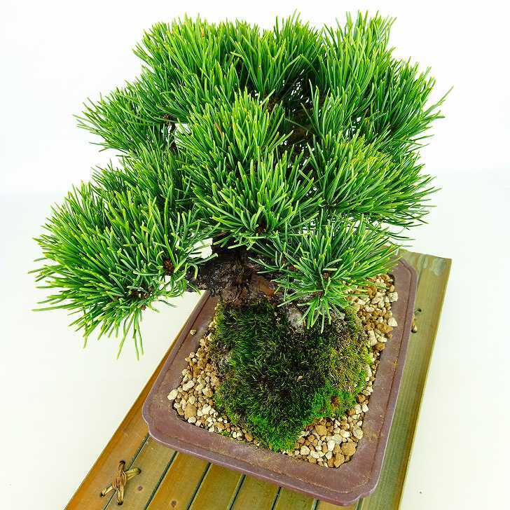 盆栽 松 五葉松 樹高 約16cm ごようまつ 高級盆栽 Pinus parviflora ゴヨウマツ マツ科 常緑針葉樹 観賞用 小品 h1132205361