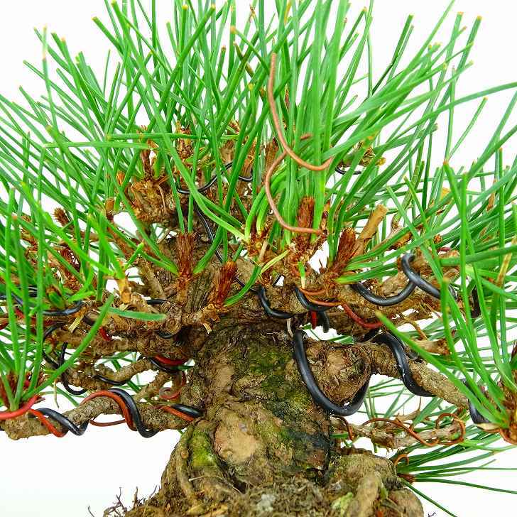 盆栽 松 赤松 樹高 約13cm あかまつ Pinus densiflora アカマツ red pine マツ科 常緑樹 観賞用 小品 e1132199666