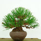 盆栽 松 赤松 樹高 約13cm あかまつ Pinus densiflora アカマツ red pine マツ科 常緑樹 観賞用 小品 e1132199666