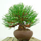 盆栽 松 赤松 樹高 約13cm あかまつ Pinus densiflora アカマツ red pine マツ科 常緑樹 観賞用 小品 e1132199666