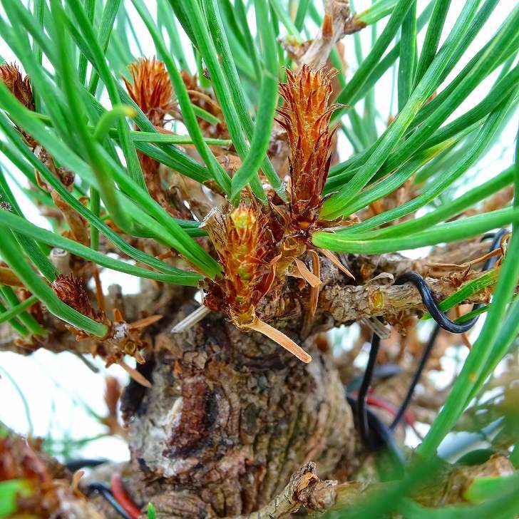 盆栽 松 赤松 樹高 約13cm あかまつ Pinus densiflora アカマツ red pine マツ科 常緑樹 観賞用 小品 e1132199666