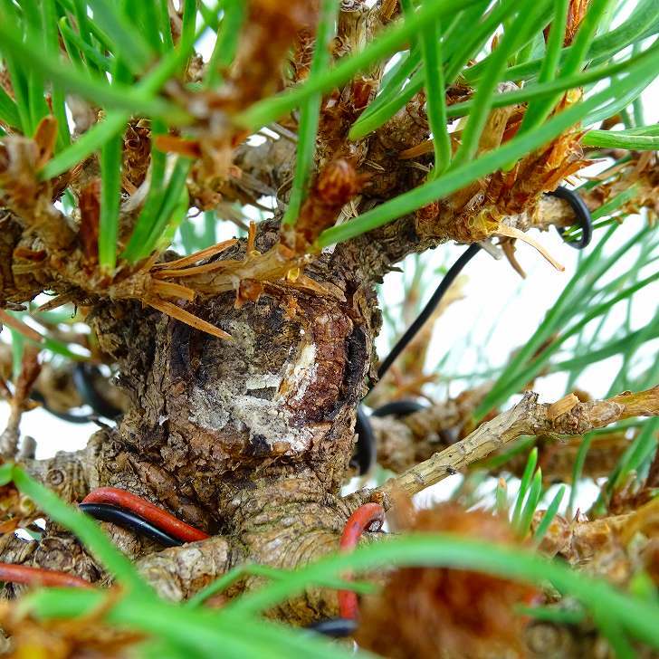 盆栽 松 赤松 樹高 約13cm あかまつ Pinus densiflora アカマツ red pine マツ科 常緑樹 観賞用 小品 e1132199666