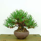 盆栽 松 赤松 樹高 約13cm あかまつ Pinus densiflora アカマツ red pine マツ科 常緑樹 観賞用 小品 e1132199666