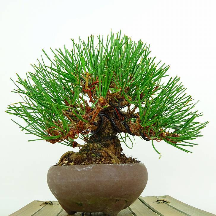 盆栽 松 赤松 樹高 約13cm あかまつ Pinus densiflora アカマツ red pine マツ科 常緑樹 観賞用 小品 e1132199666