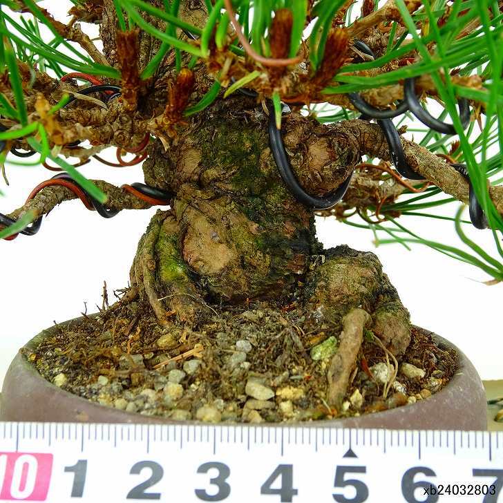 盆栽 松 赤松 樹高 約13cm あかまつ Pinus densiflora アカマツ red pine マツ科 常緑樹 観賞用 小品 e1132199666