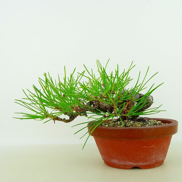 盆栽 松 黒松 樹高 上下 約11cm くろまつ Pinus thunbergii クロマツ マツ科 常緑針葉樹 観賞用 小品 m1132290448