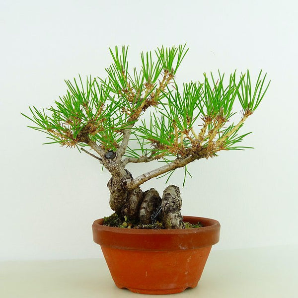 盆栽 松 黒松 樹高 約17cm くろまつ Pinus thunbergii クロマツ マツ科 常緑針葉樹 観賞用 小品 d1132305986