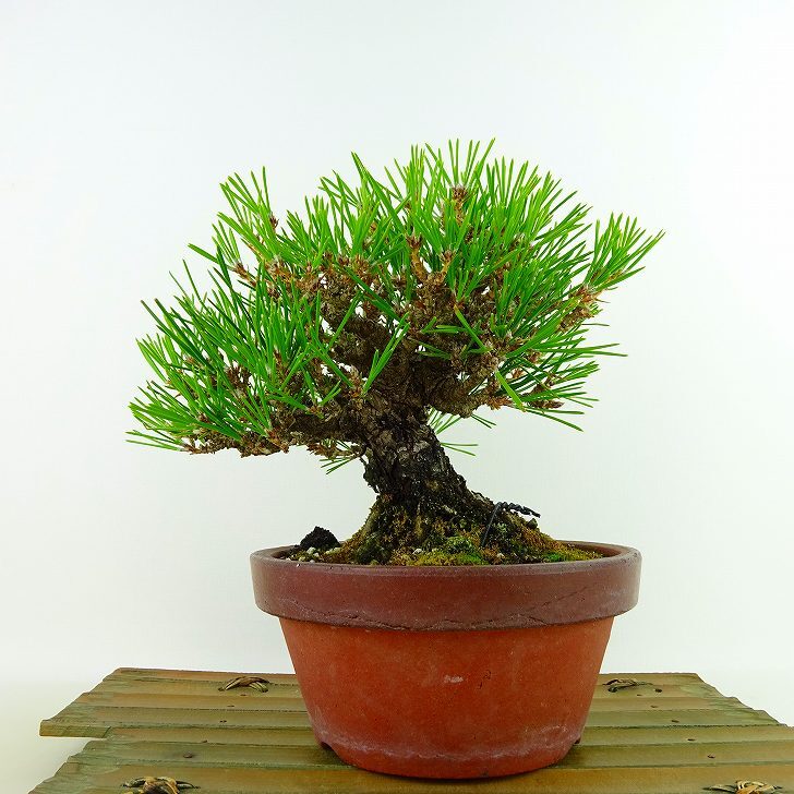 盆栽 松 黒松 樹高 約16cm くろまつ Pinus thunbergii クロマツ マツ科 常緑針葉樹 観賞用 小品 x1132302909 -  森流 GreenFlow - 動植物造景專門店