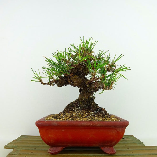 盆栽 松 黒松 樹高 約16cm くろまつ Pinus thunbergii クロマツ マツ科 常緑針葉樹 観賞用 小品 d1132313002