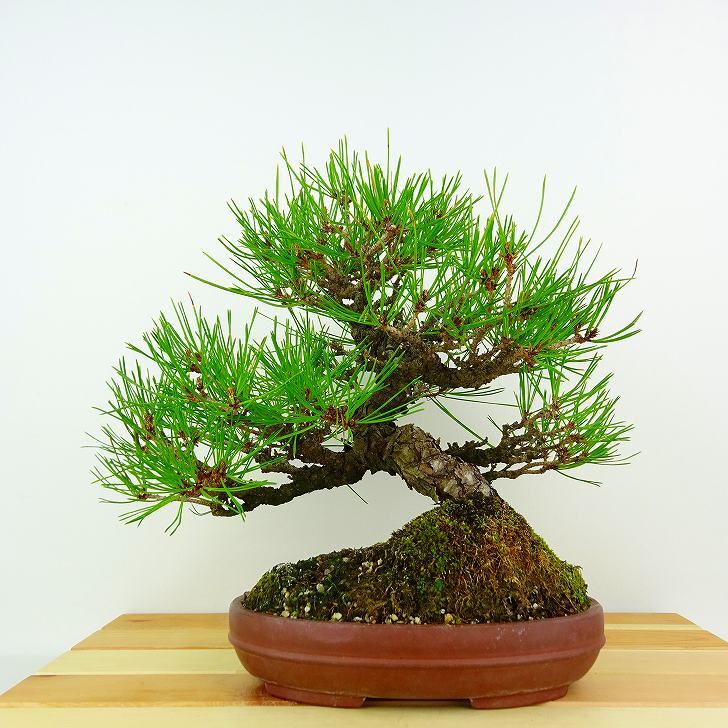 盆栽 松 赤松 樹高 約25cm あかまつ Pinus densiflora アカマツ red pine マツ科 常緑樹 観賞用 t1132301357