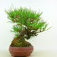 盆栽 松 赤松 樹高 約25cm あかまつ Pinus densiflora アカマツ red pine マツ科 常緑樹 観賞用 t1132301357