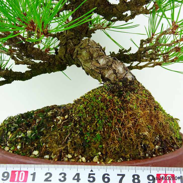 盆栽 松 赤松 樹高 約25cm あかまつ Pinus densiflora アカマツ red pine マツ科 常緑樹 観賞用 t1132301357