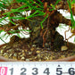 盆栽 松 赤松 樹高 約12cm あかまつ Pinus densiflora アカマツ red pine マツ科 常緑樹 観賞用 小品 v1132312109