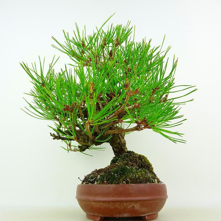 盆栽 松 赤松 樹高 約25cm あかまつ Pinus densiflora アカマツ red pine マツ科 常緑樹 観賞用 t1132301357