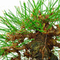 盆栽 松 赤松 樹高 約12cm あかまつ Pinus densiflora アカマツ red pine マツ科 常緑樹 観賞用 小品 v1132312109