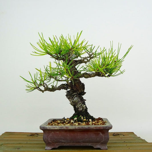 盆栽 松 赤松 樹高 約17cm あかまつ Pinus densiflora アカマツ red pine マツ科 常緑樹 観賞用 小品 w1132312215