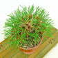 盆栽 松 赤松 樹高 約12cm あかまつ Pinus densiflora アカマツ red pine マツ科 常緑樹 観賞用 小品 v1132312109