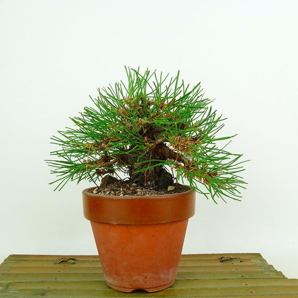 盆栽 松 赤松 樹高 約12cm あかまつ Pinus densiflora アカマツ red pine マツ科 常緑樹 観賞用 小品 v1132312109