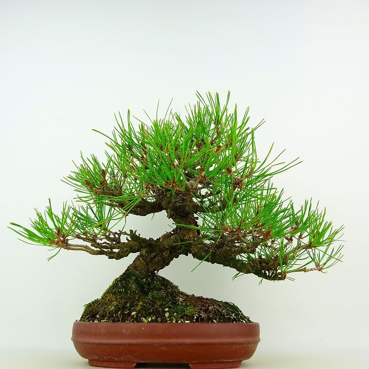 盆栽 松 赤松 樹高 約25cm あかまつ Pinus densiflora アカマツ red pine マツ科 常緑樹 観賞用 t1132301357