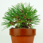 盆栽 松 赤松 樹高 約12cm あかまつ Pinus densiflora アカマツ red pine マツ科 常緑樹 観賞用 小品 v1132312109