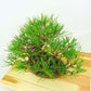 盆栽 松 赤松 樹高 約25cm あかまつ Pinus densiflora アカマツ red pine マツ科 常緑樹 観賞用 t1132301357