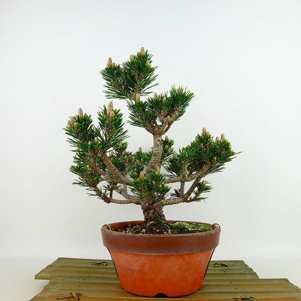 盆栽 松 黒松 樹高 約24cm くろまつ Pinus thunbergii クロマツ 八房 マツ科 常緑針葉樹 観賞用 n1132300367