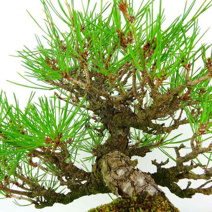 盆栽 松 赤松 樹高 約25cm あかまつ Pinus densiflora アカマツ red pine マツ科 常緑樹 観賞用 t1132301357