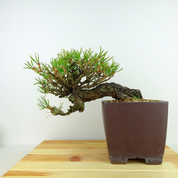 盆栽 松 黒松 樹高 上下 約17cm くろまつ Pinus thunbergii クロマツ マツ科 常緑針葉樹 観賞用 小品 o1132327795