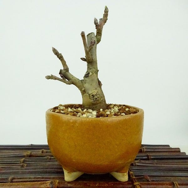 盆栽 姫林檎 樹高 約12cm ひめりんご Malus prunifolia ヒメリンゴ バラ科 リンゴ属 落葉樹 観賞用 小品