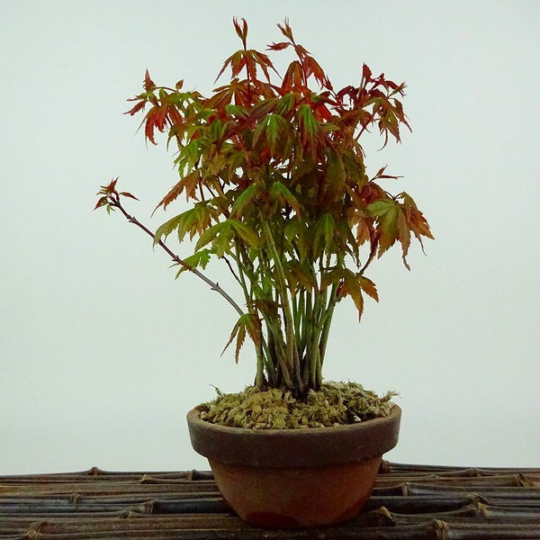 盆栽 紅葉 樹高 約18cm もみじ Acer palmatum モミジ 実生 カエデ科 落葉樹 観賞用 小品