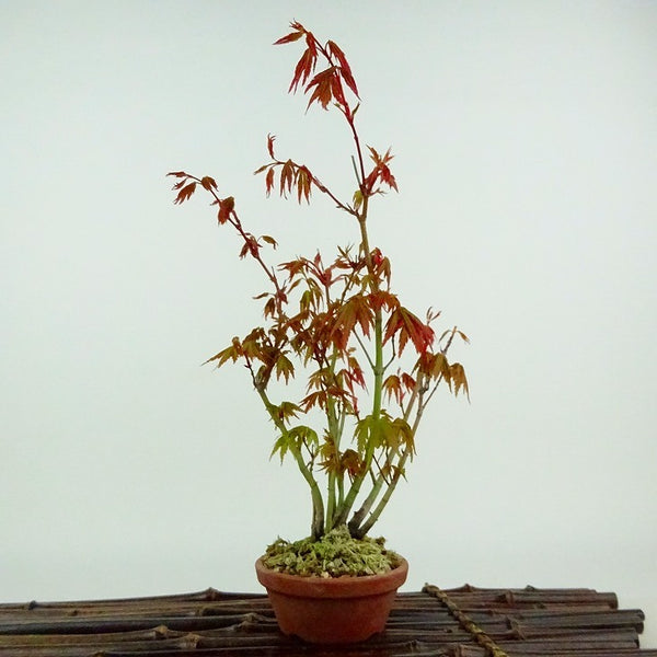 盆栽 紅葉 樹高 約22cm もみじ Acer palmatum モミジ 実生 カエデ科 落葉樹 観賞用 b1132348085