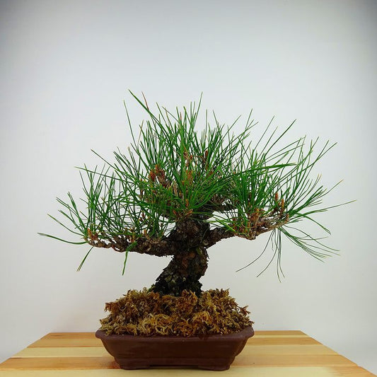 盆栽 松 赤松 樹高 約26cm あかまつ Pinus densiflora アカマツ red pine マツ科 常緑樹 観賞用 d1132358758