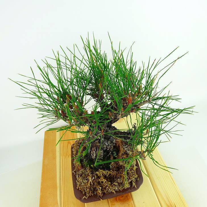 盆栽 松 赤松 樹高 約26cm あかまつ Pinus densiflora アカマツ red pine マツ科 常緑樹 観賞用 d1132358758