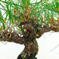 盆栽 松 赤松 樹高 約26cm あかまつ Pinus densiflora アカマツ red pine マツ科 常緑樹 観賞用 d1132358758