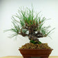 盆栽 松 赤松 樹高 約26cm あかまつ Pinus densiflora アカマツ red pine マツ科 常緑樹 観賞用 d1132358758