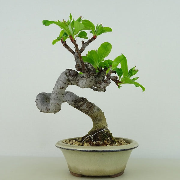 盆栽 姫林檎 樹高 約15cm ひめりんご Malus prunifolia ヒメリンゴ バラ科 リンゴ属 落葉樹 観賞用 小品 f1132343891