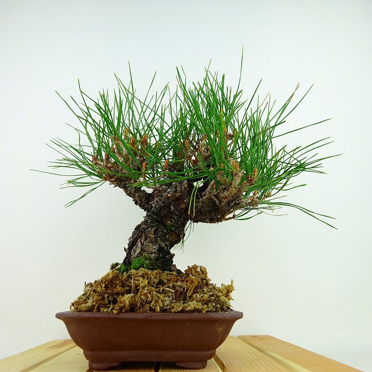 盆栽 松 赤松 樹高 約26cm あかまつ Pinus densiflora アカマツ red pine マツ科 常緑樹 観賞用 d1132358758