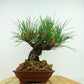 盆栽 松 赤松 樹高 約26cm あかまつ Pinus densiflora アカマツ red pine マツ科 常緑樹 観賞用 d1132358758