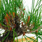 盆栽 松 赤松 樹高 約26cm あかまつ Pinus densiflora アカマツ red pine マツ科 常緑樹 観賞用 d1132358758