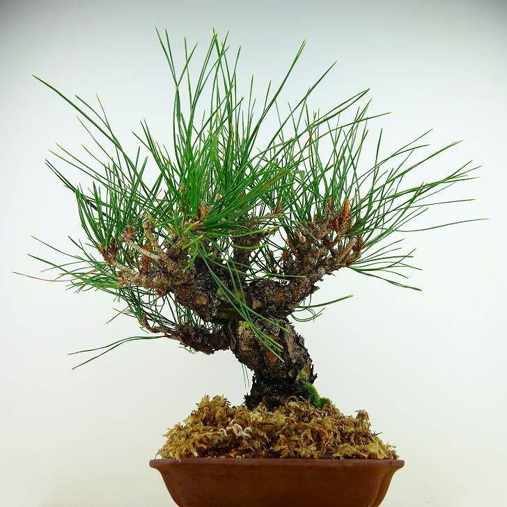 盆栽 松 赤松 樹高 約26cm あかまつ Pinus densiflora アカマツ red pine マツ科 常緑樹 観賞用 d1132358758