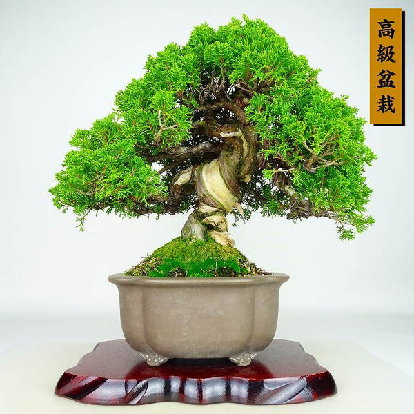 盆栽 真柏 樹高 約41cm しんぱく 高級盆栽 Juniperus chinensis シンパク “ジン シャリ” ヒノキ科 常緑樹 観賞用 v1132361301