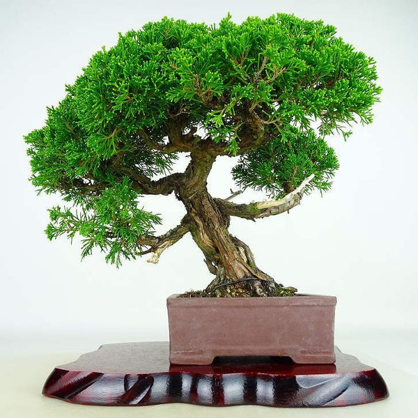 盆栽 真柏 樹高 約31cm しんぱく Juniperus chinensis シンパク “ジン シャリ” ヒノキ科 常緑樹 観賞用 k1132353226